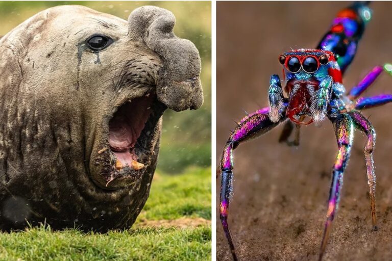 Discover the Fascinating World of 10 Incredible Creatures