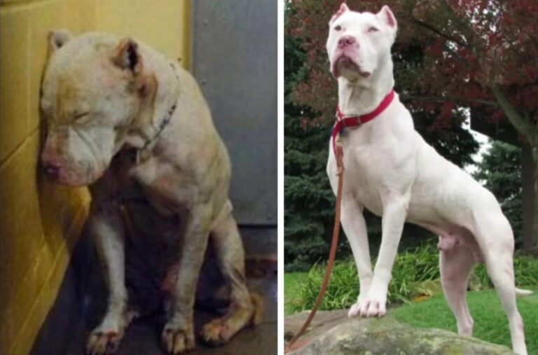 30 Heartwarming Transformations of Adopted Dogs