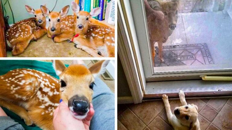 Baby Deer Find Shelter and Warmth During Storm