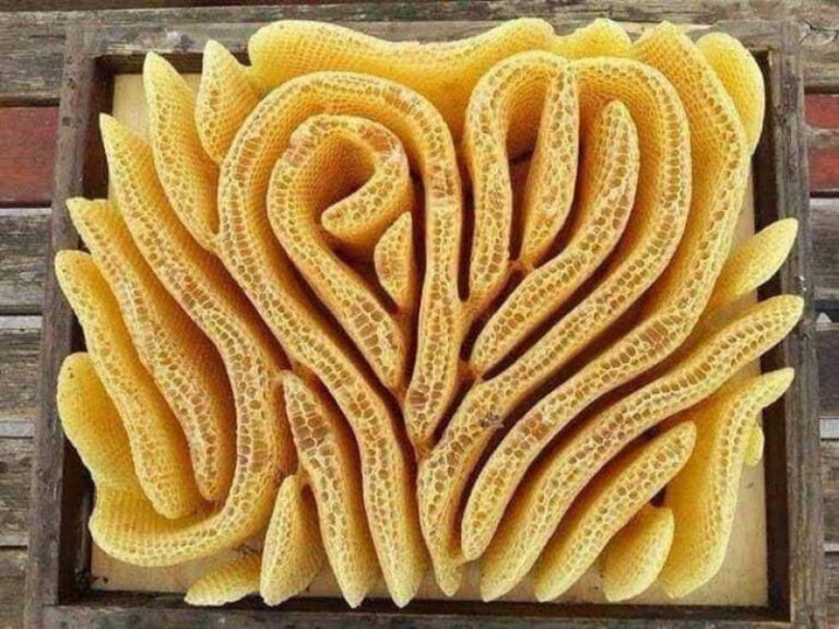 Unveiling the Mystery Behind the Heart-Shaped Hive