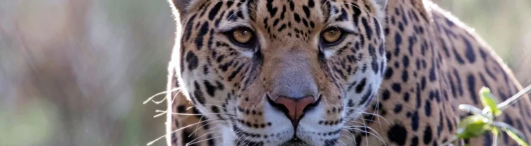 8 Fascinating Facts About the Third Largest Big Cat