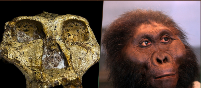 Oldest Human Genetic Data Found in 2-Million-Year-Old Hominid Fossils