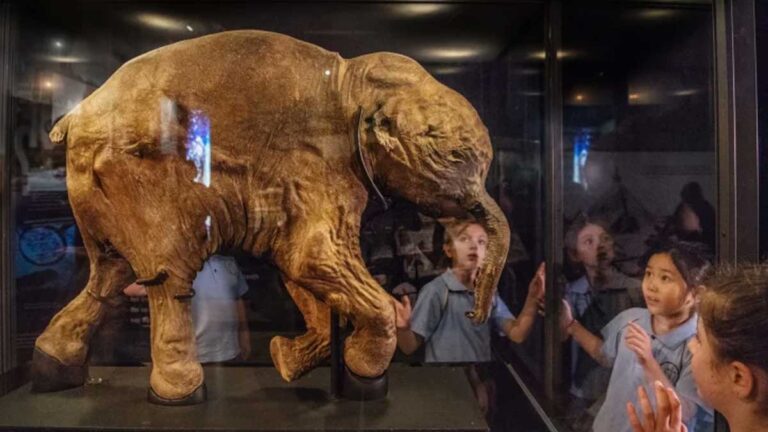 Woolly Mammoth Cells Show Signs of Activity | Genetic Research Breakthrough