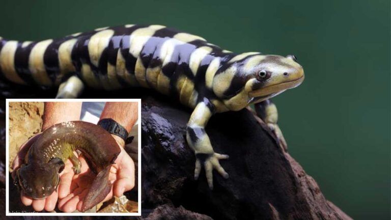 Exploring the Remarkable World of the Eastern Tiger Salamander