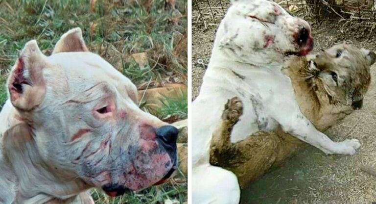 The Dogo Argentino Hero Who Defeated a Puma to Save 2 Girls