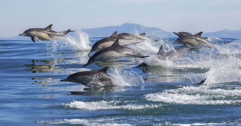 Experience Nature’s Grand Spectacles