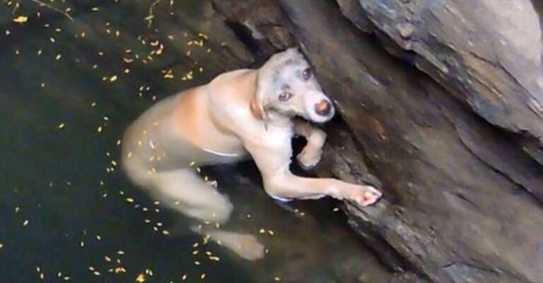 Rescuing the Helpless Dog from the Deep Well