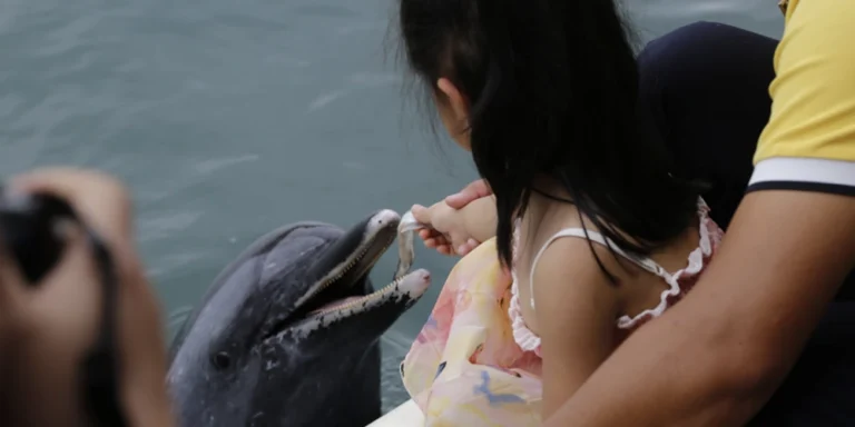 The 7 Falsehoods of the Captive Dolphin Industry