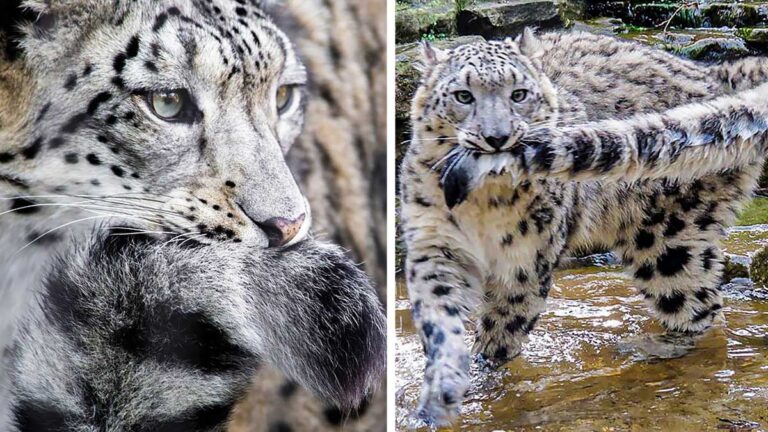The Enchanting Snow Leopard: A Playful Marvel with a Mesmerizing Tail