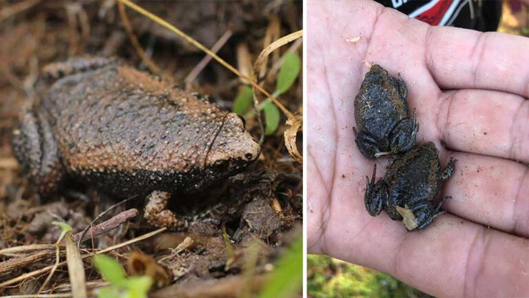 The Fascinating World of the Eastern Narrow-Mouthed Toad