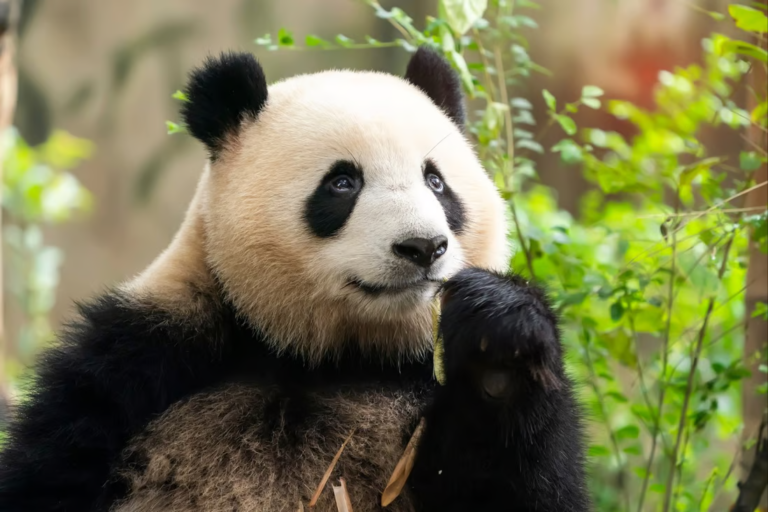 Unveiling History Ancient Chinese Tomb Reveals First-Ever Full Panda Burial