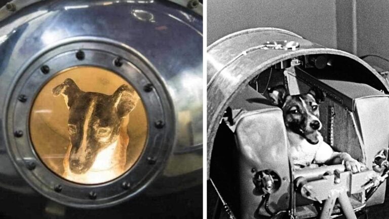 66 years ago, Laika was launched into space.