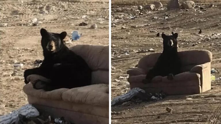 Bear’s Hilarious Sofa Soiree: A Wild Encounter in Northern Manitoba