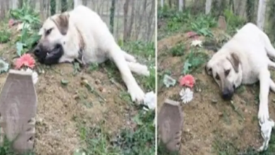 This heartbroken dog ran away from home everyday to visit his dead owner’s grave