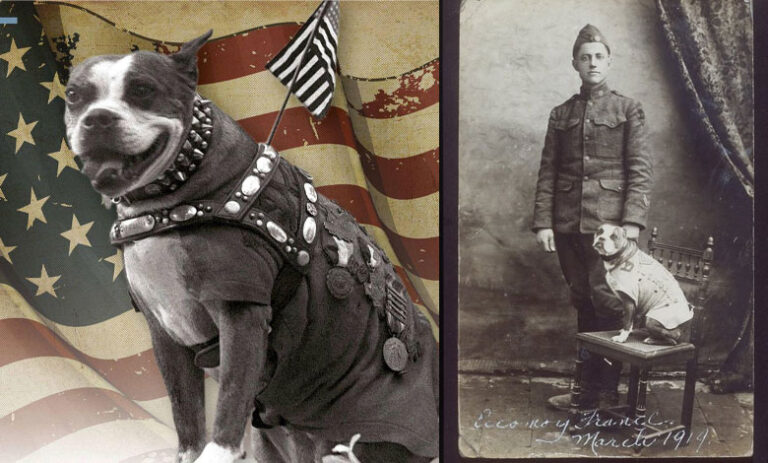 The Unbreakable Bond Between a Soldier and His Loyal Dog