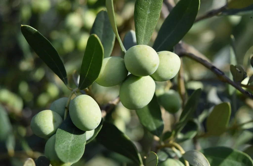 Olive fruit