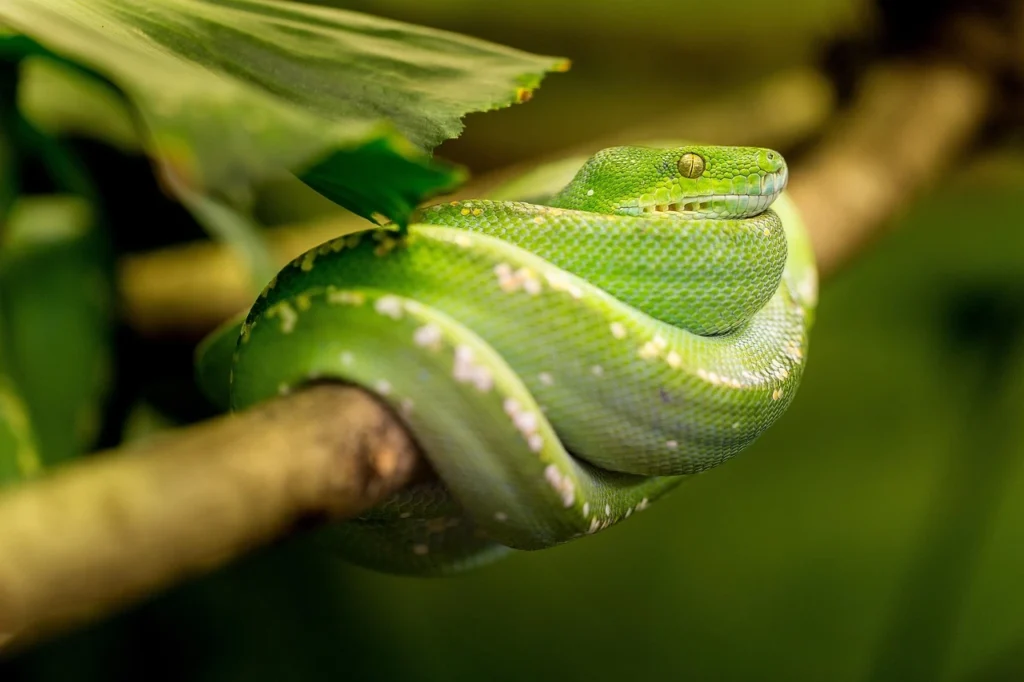 Snake island brazil
