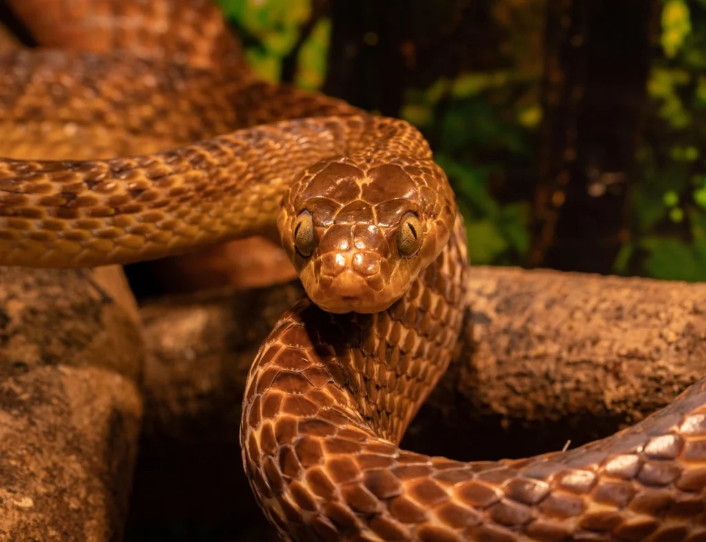 Snake island in Brazil