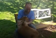 dog recognizes owner after illness
