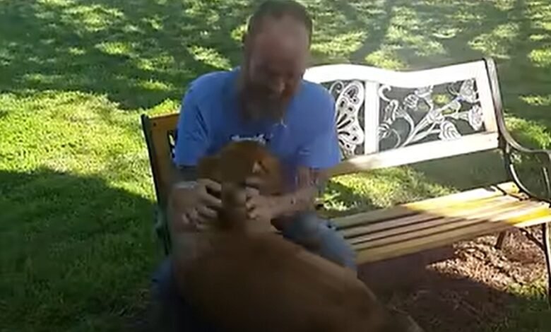 dog recognizes owner after illness